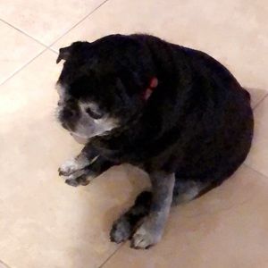 Meet your Posher, Anthony